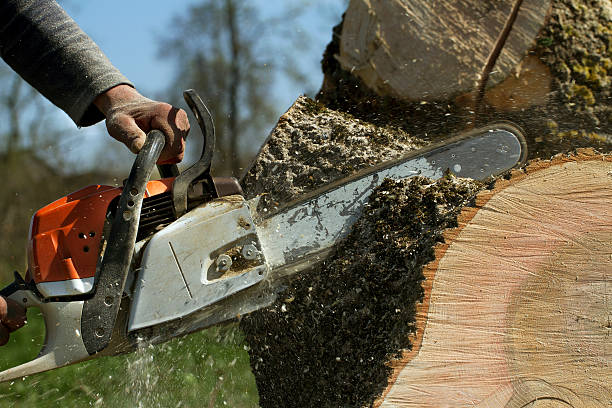 How Our Tree Care Process Works  in  Forest Meadows, CA